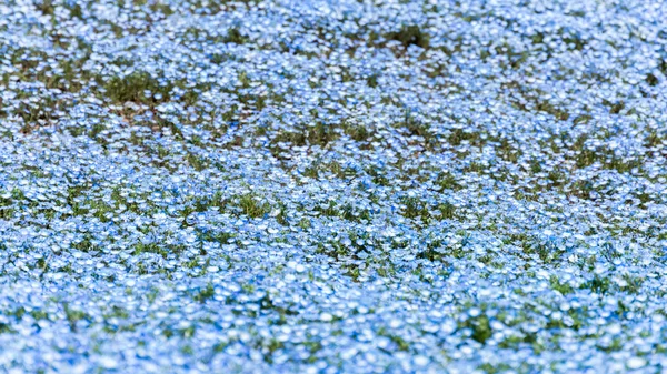 Szőnyeg, Nemophila, vagy a baba kék szeme virág — Stock Fotó