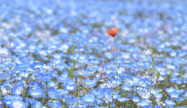 Tapete de Nemophila, ou flor de olhos azul bebê — Fotografia de Stock