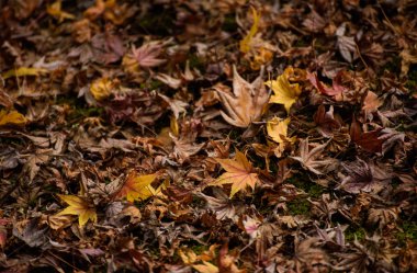 Sarı akçaağaç yaprağı ile katta yaprak 