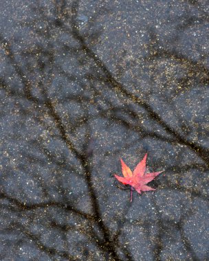 sonbahar akçaağaç yaprağı suyu