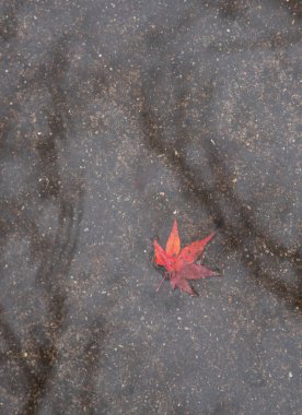 sonbahar akçaağaç yaprağı suyu