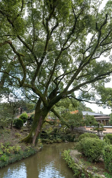 Gran árbol en el santuario de Dazaifu Tenmangu —  Fotos de Stock