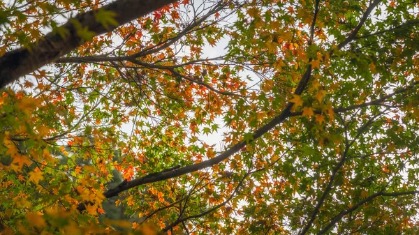 Javor dlanitolistý v podzimní sezóně, Dazaifu Japonsko — Stock fotografie