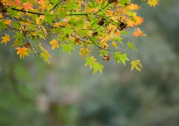 Podzimní listí s zelené a žluté javorový list v Japonsku — Stock fotografie
