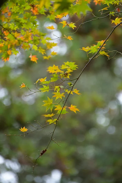 Herfstbladeren met groene en gele esdoornblad in japan — Stockfoto
