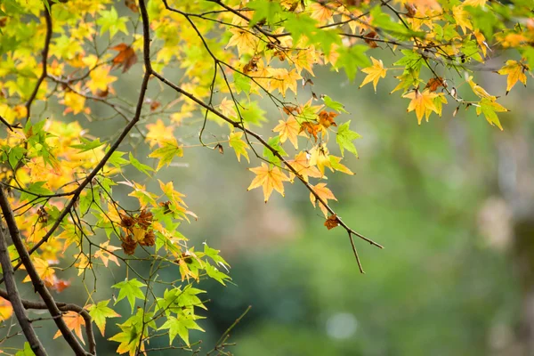 Folhas de outono com folha de bordo verde e amarela no japão — Fotografia de Stock