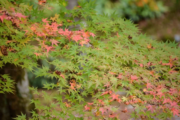 Höstlöv med gröna och röda lönnlöv i japan, mjukt fokus — Stockfoto