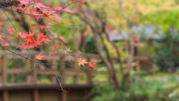 Japonský javor podzim pozadí, Lake Kinrinko Yufuin — Stock fotografie