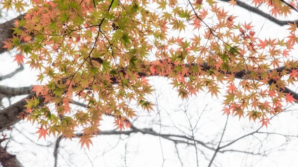 Japanse esdoorn in herfst seizoen achtergrond, Lake Kinrinko Yufuin — Stockfoto