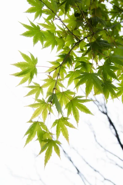 Hojas de arce japonés verde joven iluminado por la luz del sol de fondo — Foto de Stock