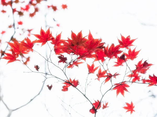 Red Japanese maple tree leaves illuminated by sunlight on white background — Stock Photo, Image