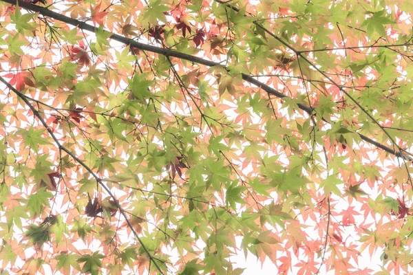 Japanse esdoorn in herfst seizoen — Stockfoto