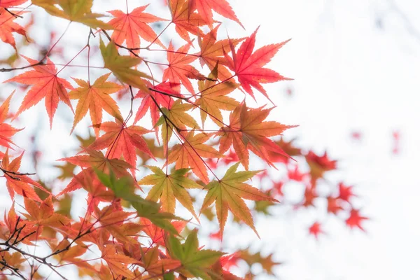 Japanse esdoorn in herfst seizoen voor achtergrond, Lake Kinrinko Yufuin Japan — Stockfoto