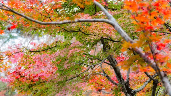 在金秋时节为背景，湖 Kinrinko 汤日本日本枫树 — 图库照片