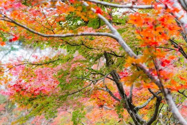 背景、湖金鱗の湯布院日本の秋のもみじ — ストック写真