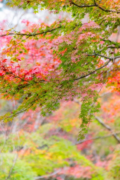 Japanse esdoorn in herfst seizoen voor achtergrond, Lake Kinrinko Yufuin Japan — Stockfoto