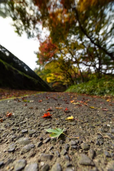 Groene esdoorn bladeren en kleurrijke bomen in de herfst en een wandelpad leidt naar de scène — Stockfoto