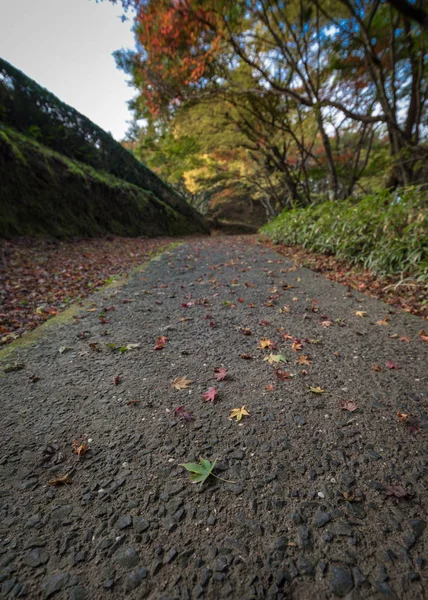 Hojas de arce verde y árboles coloridos en otoño y un sendero que conduce a la escena —  Fotos de Stock