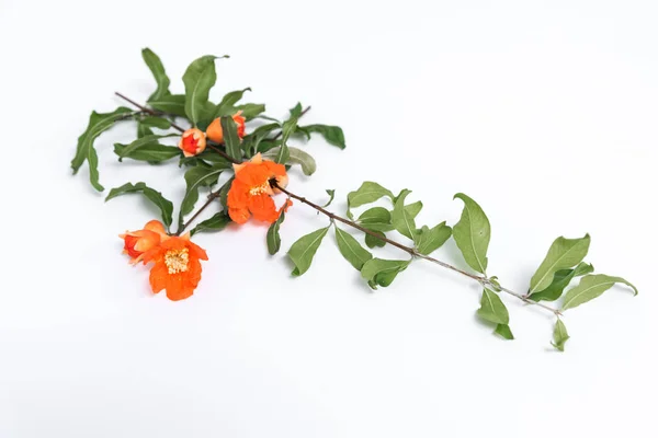 Pomegranate flowers on white background — Stock Photo, Image