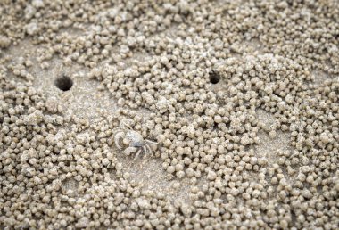 görüntü arka planı için kum üzerinde hayalet Yengeç Habitat