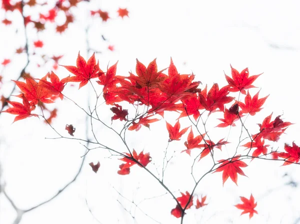 Red Japanese maple tree leaves illuminated by sunlight on white — Stock Photo, Image