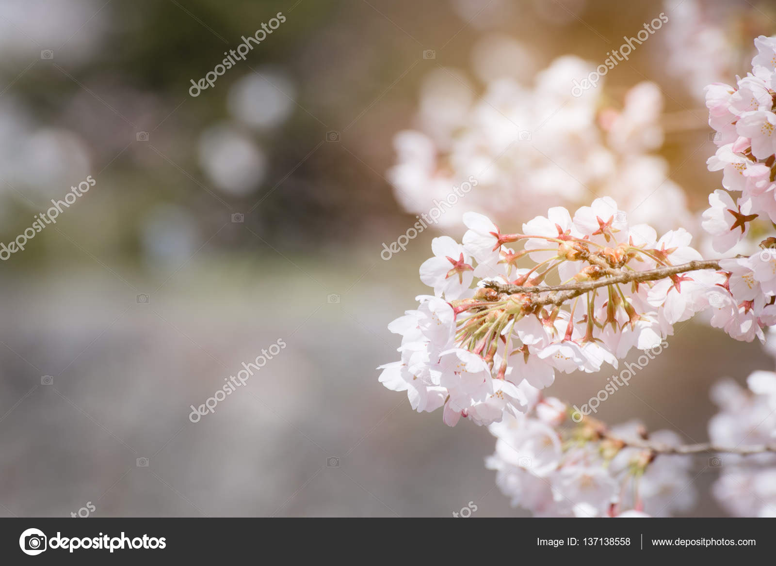 Close Up Spring Cherry Blossoms Sakura Background With Soft Light Close Up Spring Cherry Blossoms Sakura Background With Soft Light Filter Photo By Bunwit