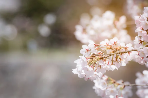 봄 벚꽃, 벚꽃 배경 부드러운 빛 필터 닫기 — 스톡 사진