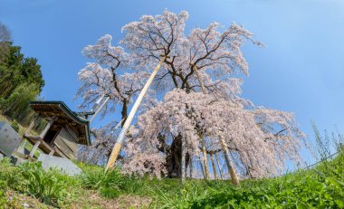 Japonya 'nın Kitakami kentindeki Tenshochi parkında kiraz çiçeklerinin çiçek açtığı Japonya' nın en güzel kiraz ağacı olarak kabul edilir.