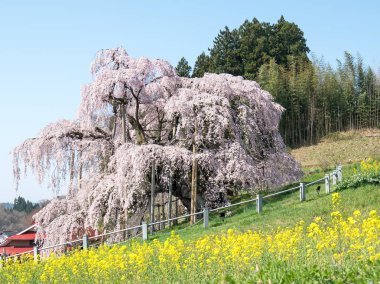 Eski kiraz ağacı MiharuTakizakura, Fukushima, Japonya