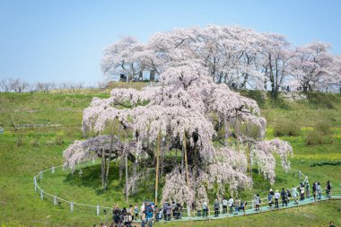 Fukushima, JAPONYA - 17 Nisan: Kiraz ağacı MiharuTakizakura manzarası