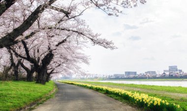 Kitakami, Japonya 'da kiraz çiçekleri ve nergis çiçeklerinin yolu