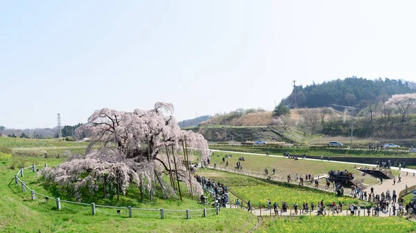 エイプリル社17 2015年4月17日に桜を鑑賞するために 桜の木の眺め御春滝桜 その開花期と数十万人の訪問 — ストック写真