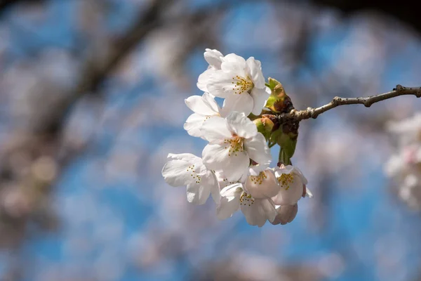 Třešňové Květy Modrou Oblohou — Stock fotografie