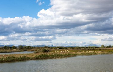 Llobregat Delte manzarası, göletin kenarında otlayan koyunlar.