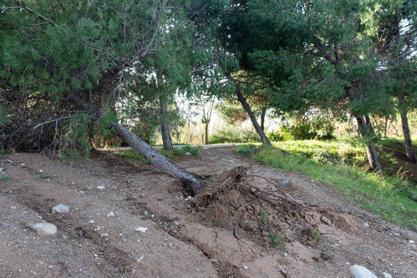 дерево упало от шторма, изменение климата
