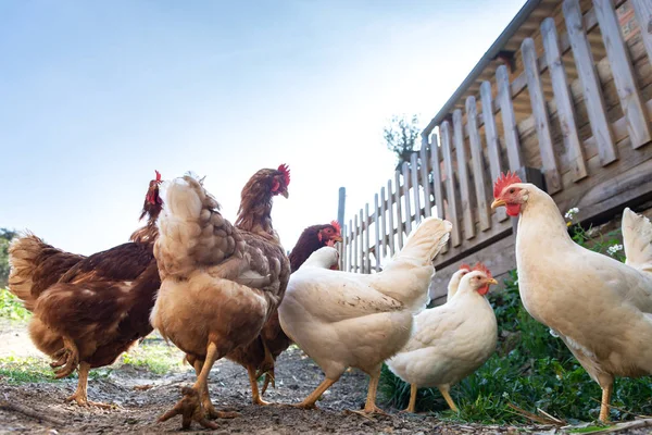 Hühner in Freiheit aufgezogen und mit Biolebensmitteln gefüttert — Stockfoto