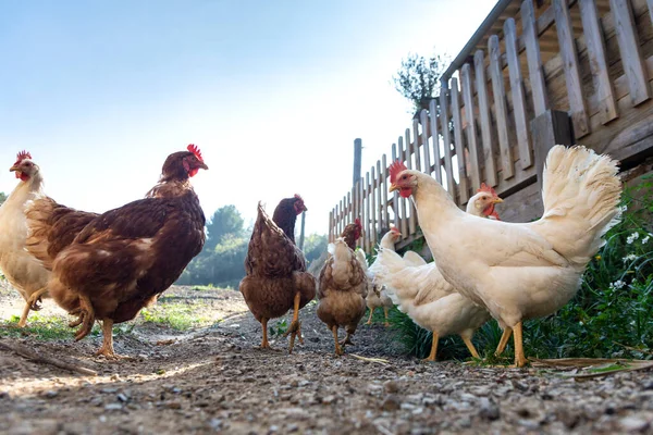 Hens raised in freedom and fed with organic food — Stock Photo, Image