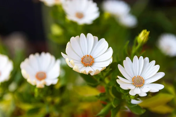 Blooming daisies on unfocused background — Stock Photo, Image