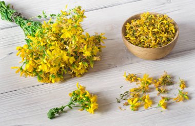 İlaç fabrikası St. John 's wort (Hypericum)