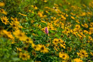 Bahçede çiçek açan sarı ekinezya çiçekleri ve ortasında mor çiçek.