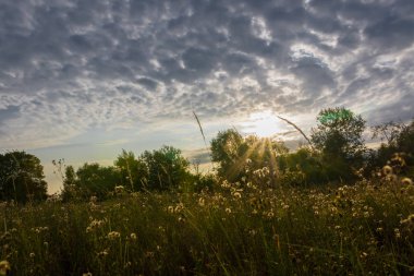 Manzara karahindiba tarlası ve bulutlu mavi gökyüzü günbatımı olan ağaçlar.