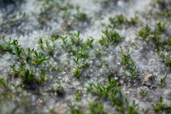 Sementes alergênicas de primavera de choupo fluff deitado no chão. close-up — Fotografia de Stock