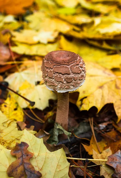 Toadstool na floresta de outono — Fotografia de Stock