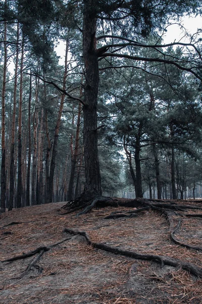 Grandes raíces de pino que sobresalen del suelo. Bosque de pino oscuro — Foto de Stock