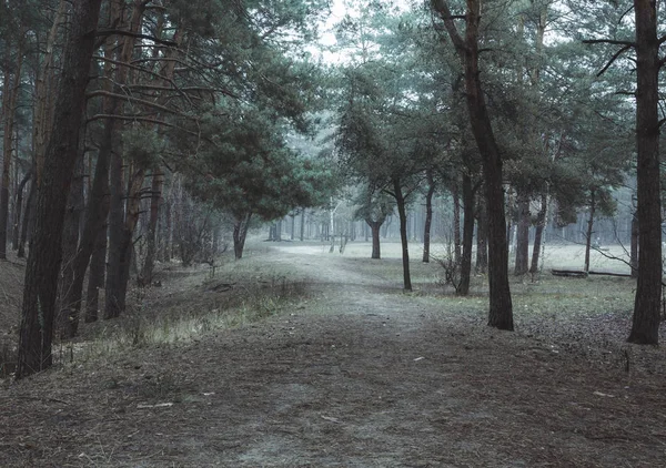 Sendero en un bosque de otoño de pino oscuro — Foto de Stock