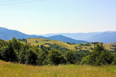 Yeşil çayır manzarası yaz dağlarında taze çimlerle kaplıydı. Orman, dağların yükseklerinde, parlak bir günde. Karpatlar, Ukrayna