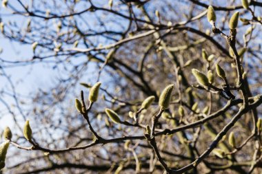 Bahar başında manolya çiçeği tomurcuğu. Bahar başlarında genç çiçek tomurcuklarıyla birlikte manolya ağacı.
