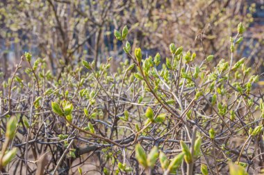 İlk bahar nazik yapraklar, tomurcuklar ve dallar makro arkaplan