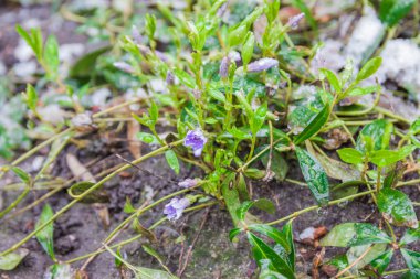 Genç yeşil çimenler ve kar altında menekşe çiçekleri. Son kar. Bahar