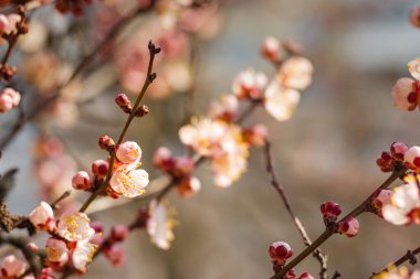 Doğanın güzel çiçekli ve soyut arka planı. Çiçek açan kayısı makrosu dalları hafif açık mavi gökyüzüne ya da ağaç zeminine odaklı. Paskalya ve bahar tebrik kartları için.